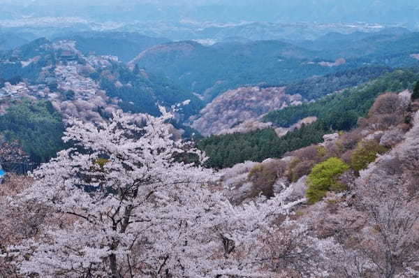 夜桜の名所「日本三大夜桜」と、古くからの桜の名所「日本三大桜の名所」をご紹介