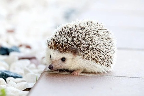 ハリネズミを飼いたい!ペットにおすすめの種類や飼い方、寿命についても解説!