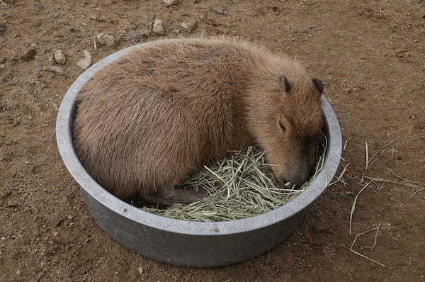 かわいい癒し系動物の「カピバラ」！その生態が意外で驚き！！