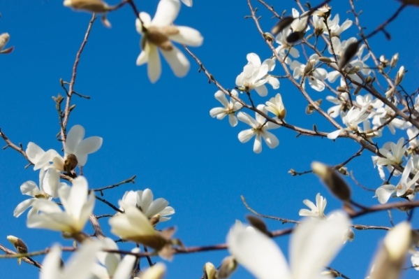春の訪れを教えてくれる「こぶしの花」。名前の由来は「拳」から来た?
