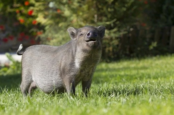 ペットとして豚を飼いたい！飼い方のポイントから種類、寿命までまとめて解説！