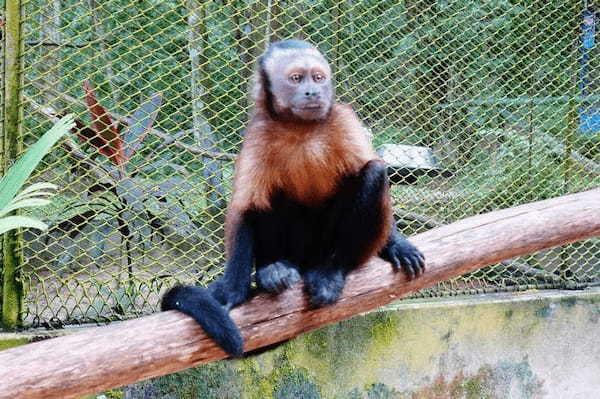 アマゾンの動物たちと触れ合おう！ペルー・キストコチャ動物園