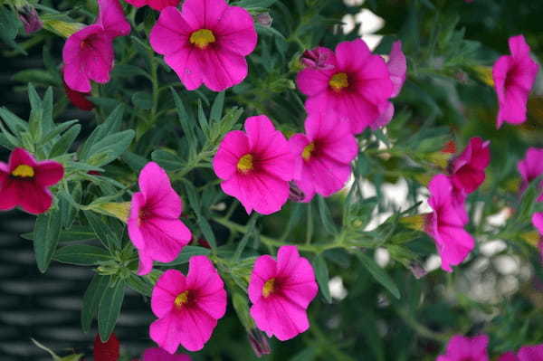 園芸種としても人気のペチュニアの花言葉は?その名前の由来は違う植物にあった!