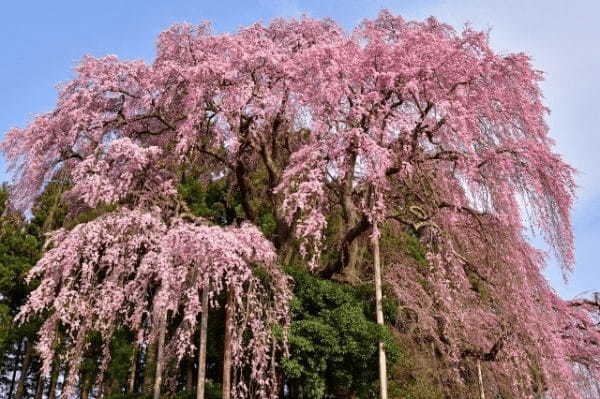 【日本三大桜&日本五大桜】一度は見に行きたい美しく咲き誇る一本桜をご紹介
