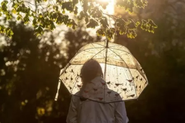 梅雨のマストアイテム！ おしゃれ傘おすすめ3選