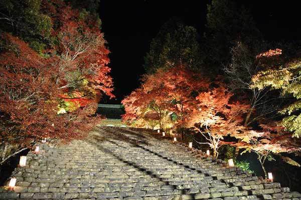 京都の紅葉といえば三尾三山！神護寺・西明寺・高山寺