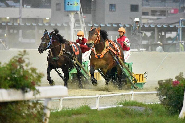 【北海道】興奮せずにいられない！馬の逆転ライブショー「ばんえい十勝」