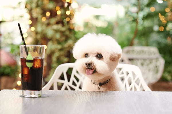 平日テラス限定!愛犬の写真がプリントされたカフェラテ付「ドッグウェルカムプラン」が新登場
