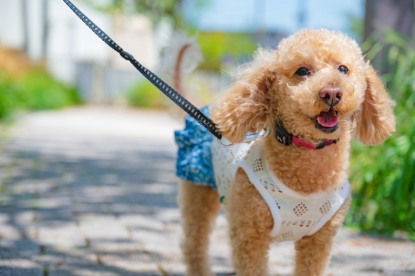 奈良県で愛犬とおでかけ！気軽に立ち寄れるカフェやペットと泊まれる宿を愛犬家目線でピックアップ