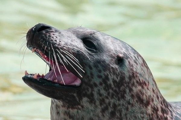 「海のギャング」と呼ばれる生き物7選！呼び名の由来は？代表格ウツボの釣り方も！