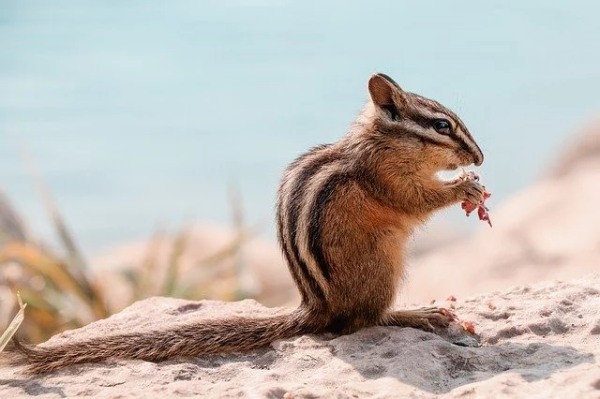 キツネをペットとして飼える？飼い方や値段など気になる情報を総まとめ！