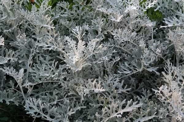 【連載】クリスマスリースに使える生花はどれ？花屋で買える花材＜枝もの編＞