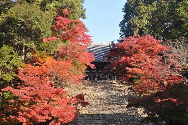 京都の紅葉といえば三尾三山！神護寺・西明寺・高山寺