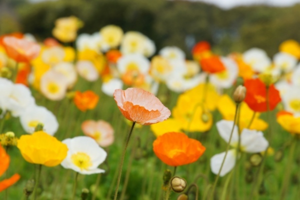 春に咲く「ポピー」の花言葉はなに?別名には中国の英雄・項羽にまつわる物語も
