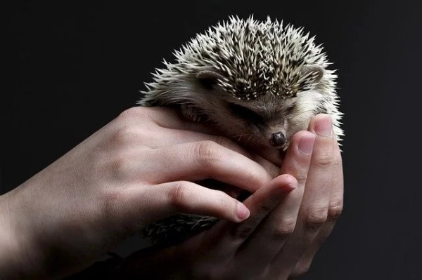 ハリネズミを飼いたい!ペットにおすすめの種類や飼い方、寿命についても解説!