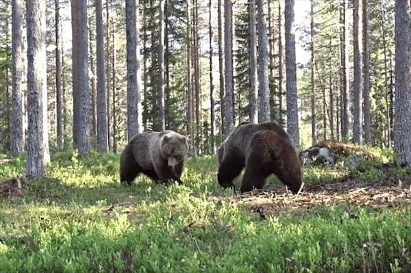 大迫力！！フィンランドで撮影された巨大なヒグマ同士のガチ喧嘩が怖すぎる！