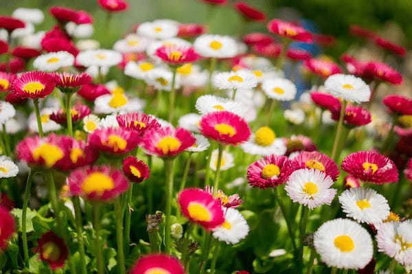 「百花繚乱」とはどんな意味?どのような情景に対して用いる言葉?その類義語は?