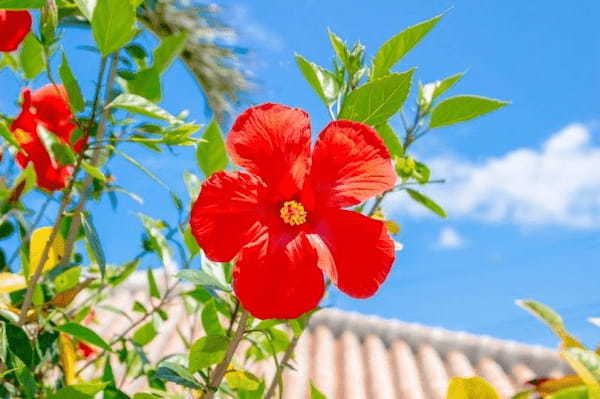 葵の花言葉は？花の葵と徳川家の「葵の紋」とは無関係？