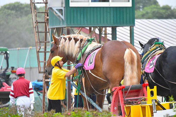 【北海道】興奮せずにいられない！馬の逆転ライブショー「ばんえい十勝」