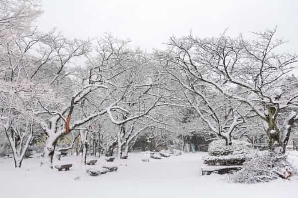 冬の長浜！大阪から日帰りで体験できる美しい雪景色を体験