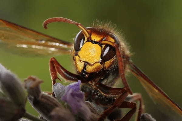 キャンプで注意すべき虫の種類5選！発生場所や簡単な予防・対策もご紹介！