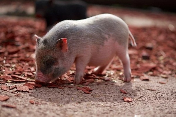 ペットとして豚を飼いたい！飼い方のポイントから種類、寿命までまとめて解説！