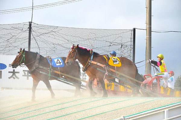 【北海道】興奮せずにいられない！馬の逆転ライブショー「ばんえい十勝」