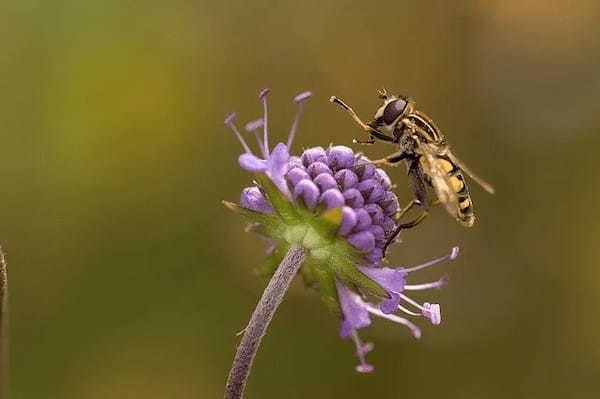 キャンプで注意すべき虫の種類5選！発生場所や簡単な予防・対策もご紹介！