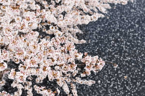 【ホテル雅叙園東京】「桜のおもてなし」を全館で開催
