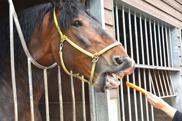 【北海道】興奮せずにいられない！馬の逆転ライブショー「ばんえい十勝」