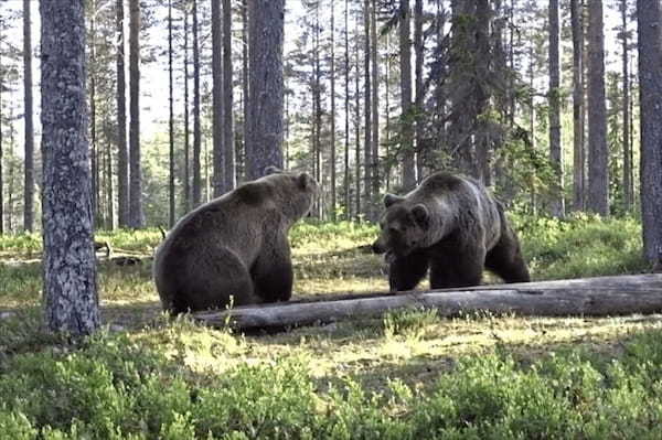 大迫力！！フィンランドで撮影された巨大なヒグマ同士のガチ喧嘩が怖すぎる！