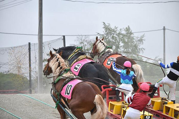 【北海道】興奮せずにいられない！馬の逆転ライブショー「ばんえい十勝」