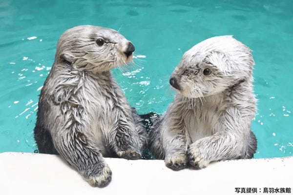 水族館のラッコが122→3頭に激減、一体どうして…　「消えた理由」にショック