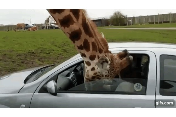 サファリパークでキリンが車に顔を突っ込んできた!運転手がとっさにとった行動の結果大変なことに!!