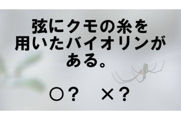 〇×クイズ テーマ：クモ【〇× vol.106】