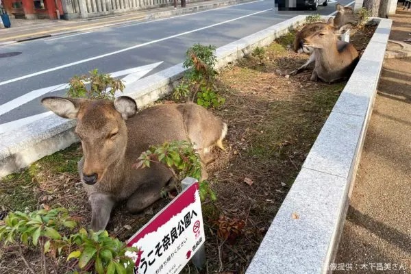 奈良の花壇、植えられた物体が予想外すぎる…　県民は「奈良だと日常茶飯事」