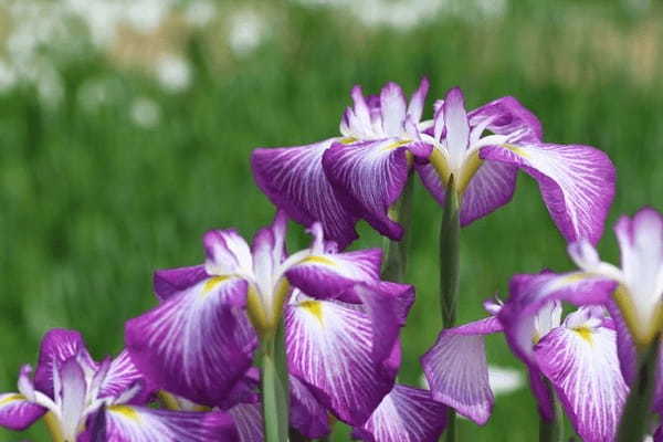 「あやめ」と「しょうぶ」に「かきつばた」、そっくりな花たちの見分け方をご紹介!
