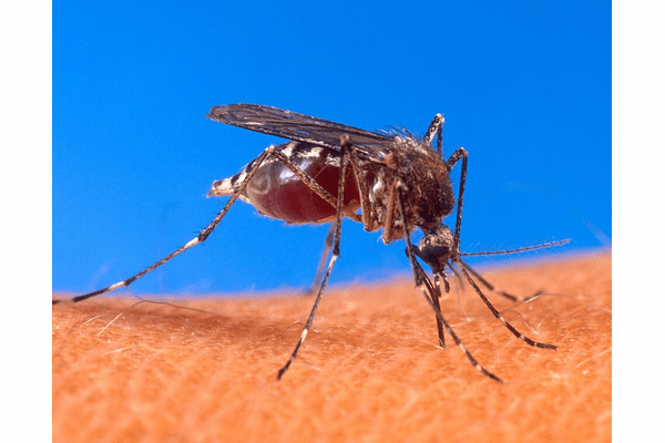 悪夢の再来か… 中国で“激痛ウイルス”が蔓延 ― 人々が震える「チクングニア熱」恐怖の現場の画像4