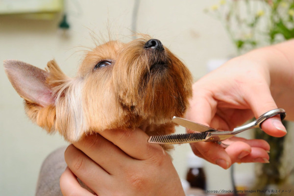 トリミングで愛犬が変わり果て…　ショックで泣きじゃくる女性に同情集まる