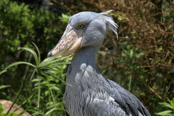 動物園の隠れた人気者ハシビロコウ！動かないのには理由があった！！