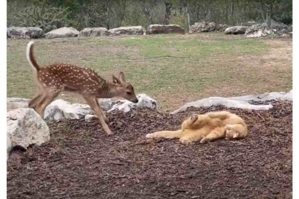 新しくやって来た子ジカを歓迎している猫。そっと近寄ったり目の前で寝っ転がる事で仲良くしようと伝えてるみたいです！