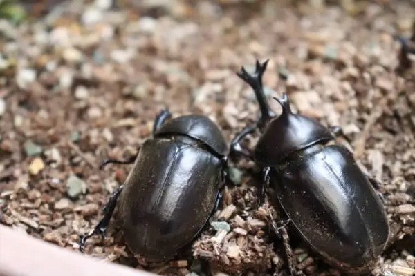 カブトムシは飼育ケースに何匹入れて大丈夫？サイズ別に最適な頭数の目安をご紹介！