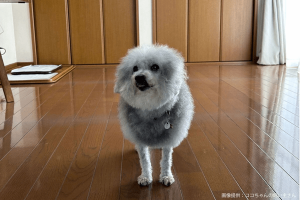 頭が吹き飛んでないココちゃん