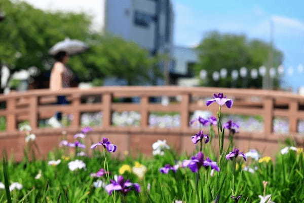 どちらも「菖蒲」と書く花「アヤメ」と「ショウブ」の花言葉は？漢字は同じでも別の花！