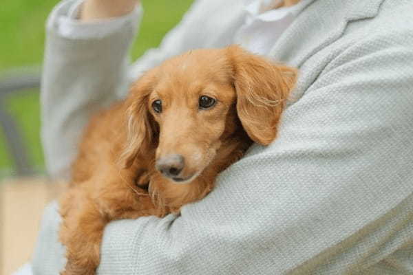 富山県で愛犬とおでかけ！気軽に立ち寄れるカフェやペットと泊まれる宿を愛犬家目線でピックアップ