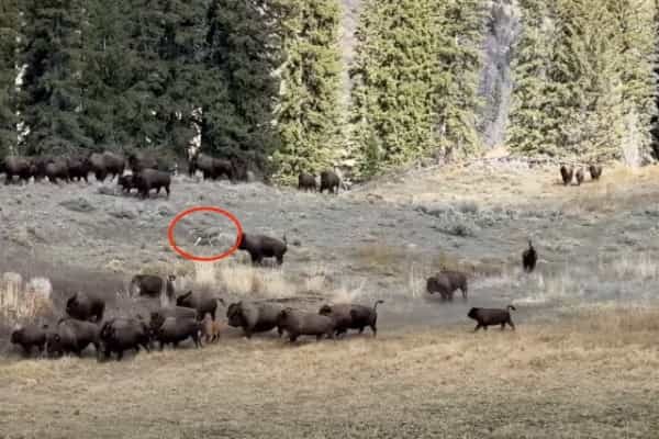 コヨーテから必死に逃げるシカ。救いを求めたその先にはバイソンの群れが！！シカの狙い通り、コヨーテはバイソンの巨体に恐れをなしたようで・・