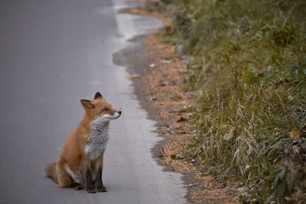 【ブラキストン線】北海道にしか生息しない動物が豊富なのは、見えない境界線があるから？！