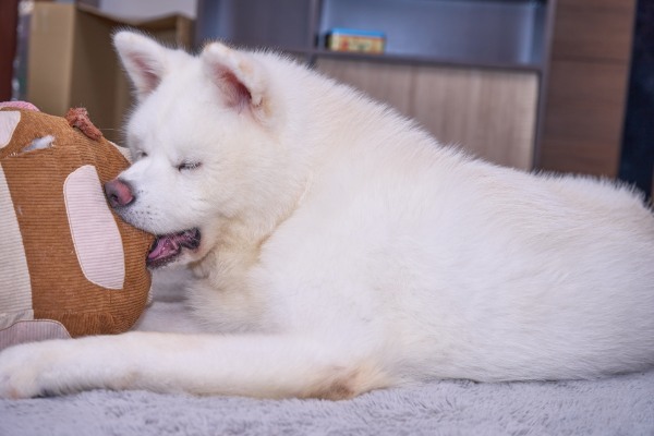 秋田県北エリアのおすすめ旅スポット6選｜名湯から秋田犬の里、個性派映画館までご紹介