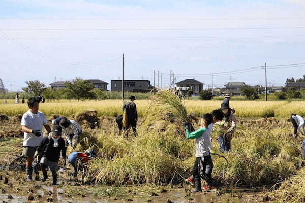 【柔道】柔道家・小見川道大による〝全国チェーンの骨太体験塾〟「Enjoy Judo」始動～先駆けの稲刈りイベント