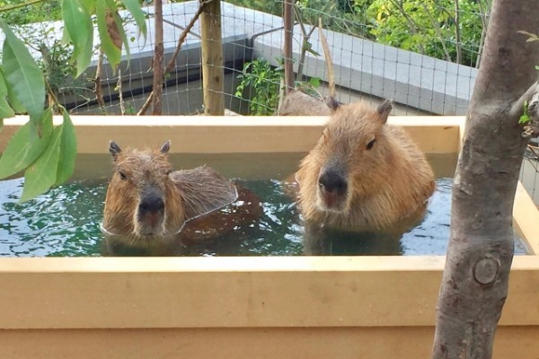 カピバラはペットとして飼育できる？飼い方や購入方法、寿命についてもまとめて解説！